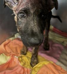 Shelter Stray Male Dog last seen N J X 5TH, 333 Chandler Pl, San Bernardino, CA 92408, USA