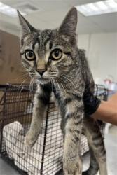 Shelter Stray Male Cat last seen WALNUT ST X PEAR ST, 333 Chandler Pl, San Bernardino, CA 92408, USA