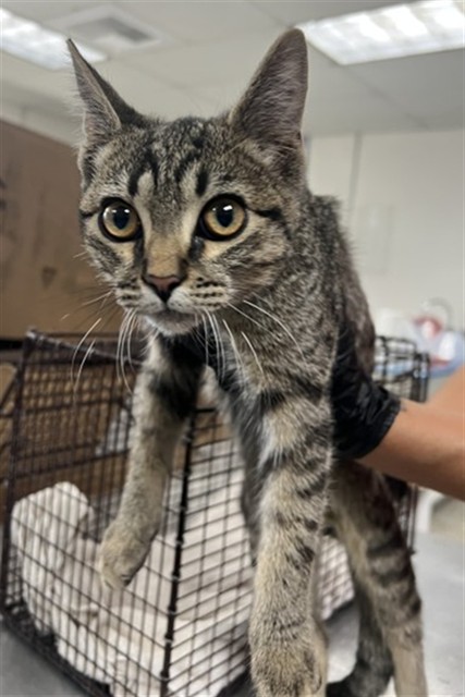 Shelter Stray Male Cat last seen WALNUT ST X PEAR ST, 333 Chandler Pl, San Bernardino, CA 92408, USA