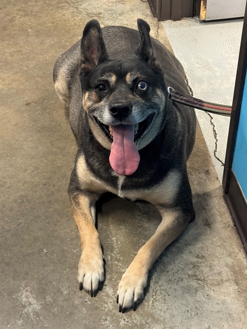 Shelter Stray Female Dog last seen 4TH STREET BAKERSFIELD, 201 S Mt Vernon Ave, Bakersfield, CA 93307, USA