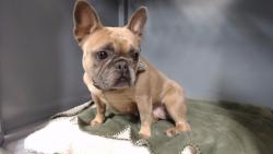 Shelter Stray Female Dog last seen , 11258 Garfield Ave, Downey, CA 90242, USA