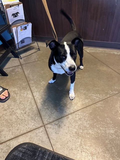 Shelter Stray Male Dog last seen FAIRFAX ST BAKERSFIELD, 201 S Mt Vernon Ave, Bakersfield, CA 93307, USA