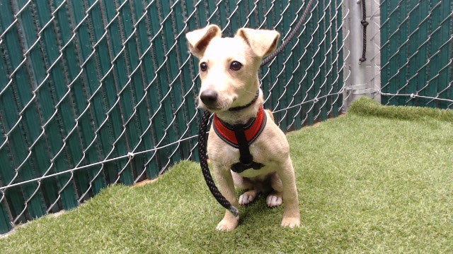 Shelter Stray Male Dog last seen , 11258 Garfield Ave, Downey, CA 90242, USA