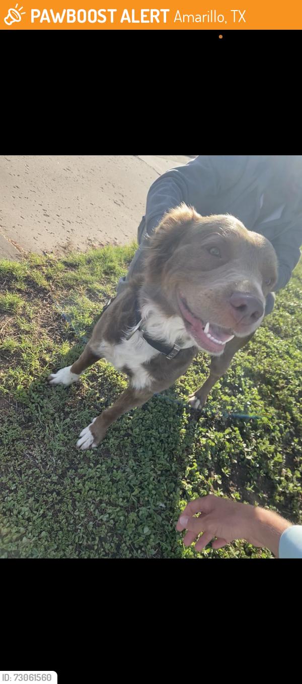 Found/Stray Male Dog last seen toot n totum on wolflin, Amarillo, TX 79106