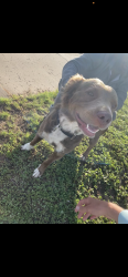 Found/Stray Male Dog last seen toot n totum on wolflin, Amarillo, TX 79106