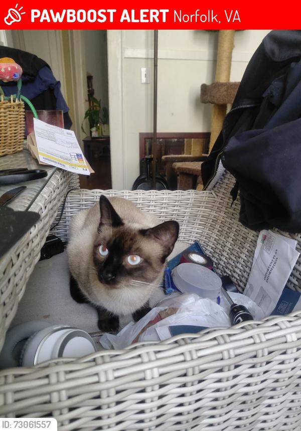 Lost Male Cat last seen Peachtree  and Orange, Norfolk, VA 23503