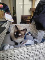 Lost Male Cat last seen Peachtree  and Orange, Norfolk, VA 23503