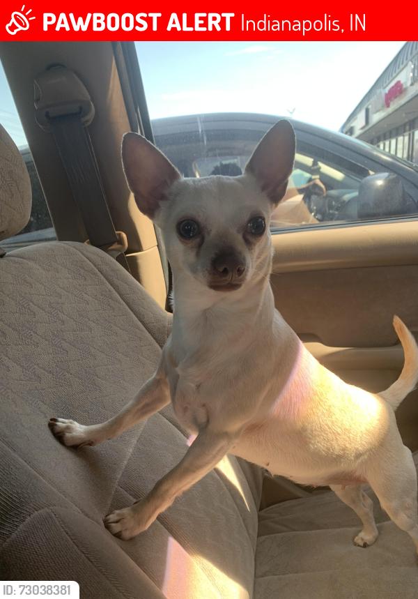 Lost Female Dog last seen Farley Dr , Indianapolis, IN 46214