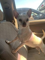Lost Female Dog last seen Farley Dr , Indianapolis, IN 46214