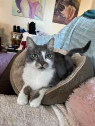 Reunited Male Cat last seen Harper ave and state road , Drexel Hill, PA 19026
