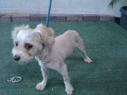 Shelter Stray Male Dog last seen , 4275 Elton St, Baldwin Park, CA 91706, USA