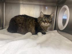 Shelter Stray Female Cat last seen GRIZZLY WAY, 11232 B Ave, Auburn, CA 95603, USA