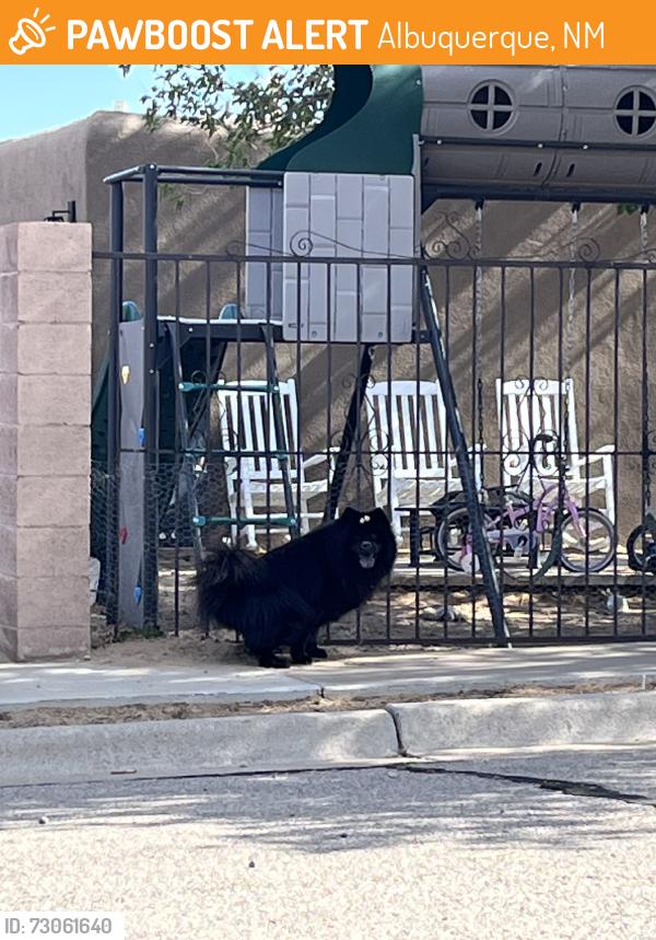 Found/Stray Unknown Dog last seen Del Monte Trail SW, Albuquerque, NM 87121