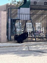 Found/Stray Unknown Dog last seen Del Monte Trail SW, Albuquerque, NM 87121