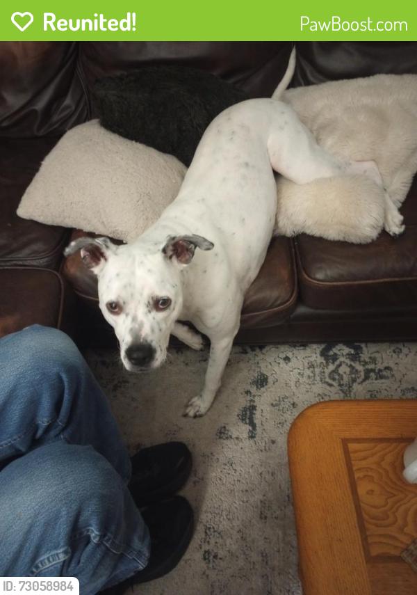 Reunited Female Dog last seen 54th & Puget Sound Ave Tacoma, Tacoma, WA 98409