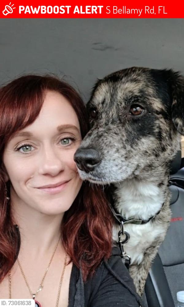 Lost Male Dog last seen Bellamy and 315C, S Bellamy Rd, FL 32140
