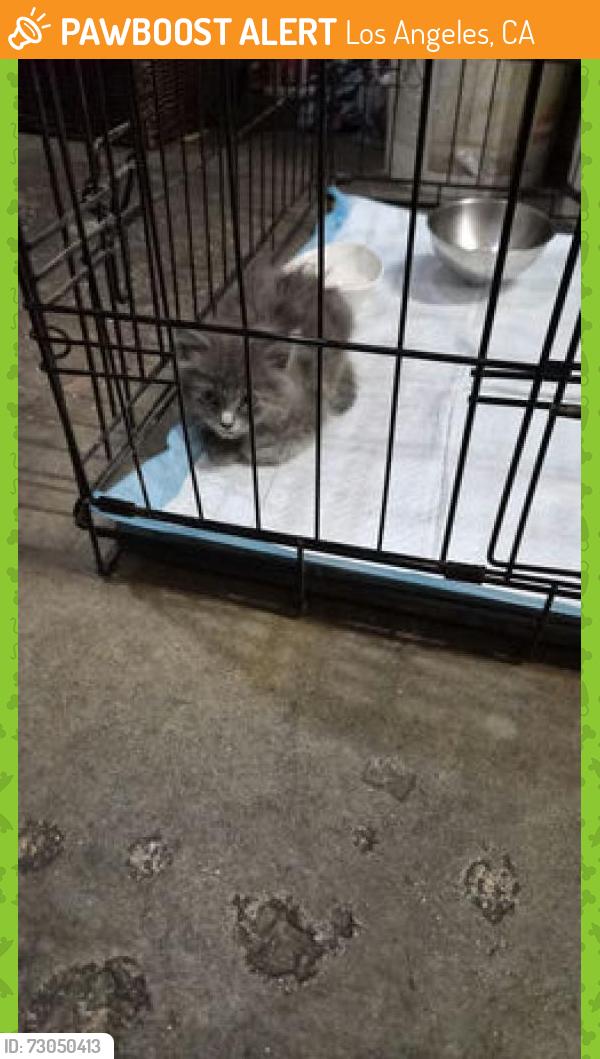 Found/Stray Unknown Cat last seen Near burbank blvd, Los Angeles, CA 91601