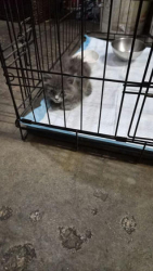 Found/Stray Unknown Cat last seen Near burbank blvd, Los Angeles, CA 91601