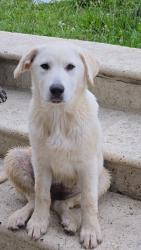 Reunited Unknown Dog last seen Morris Hill Chattanooga, Chattanooga, TN 37421