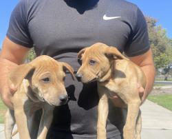 Found/Stray Female Dog last seen Cypress and San Bernardino Ave, Fontana, CA 92335