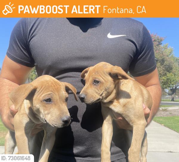Found/Stray Female Dog last seen Cypress and San Bernardino Ave, Fontana, CA 92335