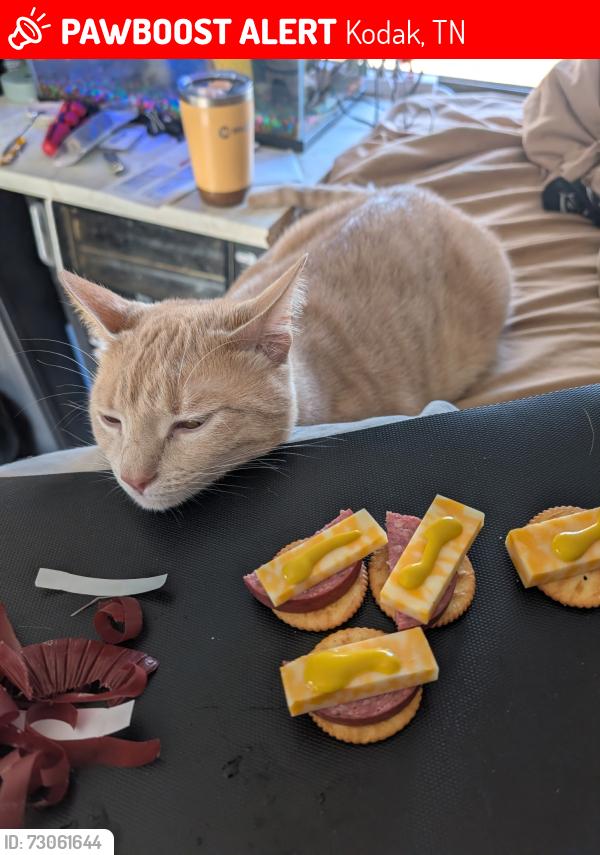 Lost Male Cat last seen North avenue, Kodak, TN 37764