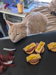 Lost Male Cat last seen North avenue, Kodak, TN 37764