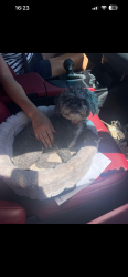 Found/Stray Female Dog last seen Near N Palmona St North Las Vegas, NV 89031 United States, North Las Vegas, NV 89031