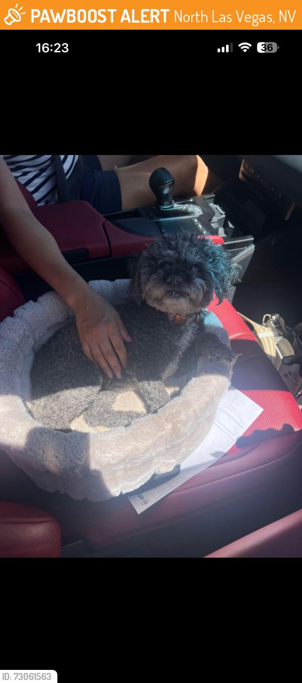 Found/Stray Female Dog last seen Near N Palmona St North Las Vegas, NV 89031 United States, North Las Vegas, NV 89031