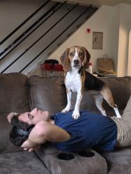 Lost Female Dog last seen Jahnke Road and Burroughbridge road, Richmond, VA 23225