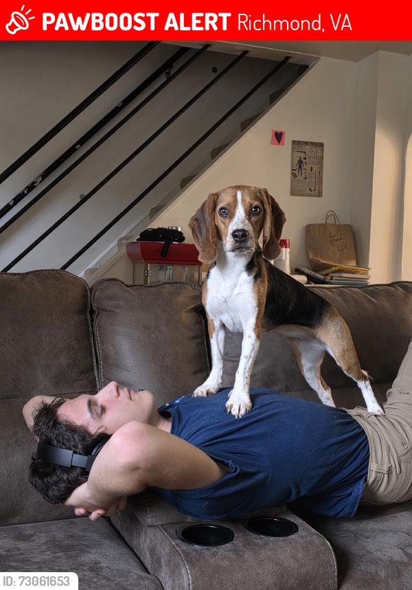 Lost Female Dog last seen Jahnke Road and Burroughbridge road, Richmond, VA 23225