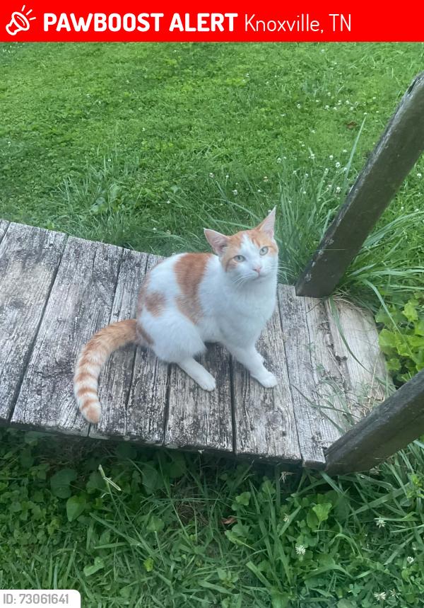 Lost Male Cat last seen victor ashe park, Knoxville, TN 37912