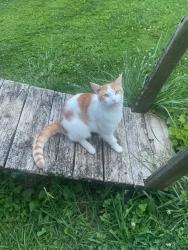 Lost Male Cat last seen victor ashe park, Knoxville, TN 37912