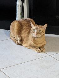Reunited Male Cat last seen Prospect boulevard near olivet cemetery , Frederick, MD 21701