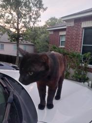 Found/Stray Male Cat last seen Mainland, Leon Valley, TX 78240