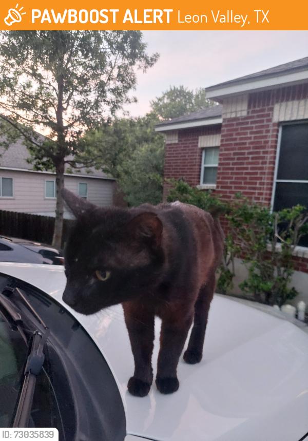 Found/Stray Male Cat last seen Mainland, Leon Valley, TX 78240