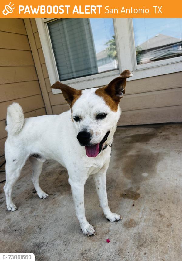 Found/Stray Male Dog last seen Cable Ranch & waters edge, San Antonio, TX 78245