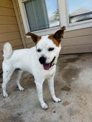 Found/Stray Male Dog last seen Cable Ranch & waters edge, San Antonio, TX 78245