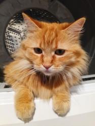 Lost Female Cat last seen Notre Dame, Chico, CA 95928