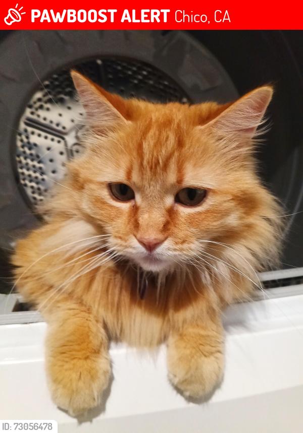 Lost Female Cat last seen Notre Dame, Chico, CA 95928