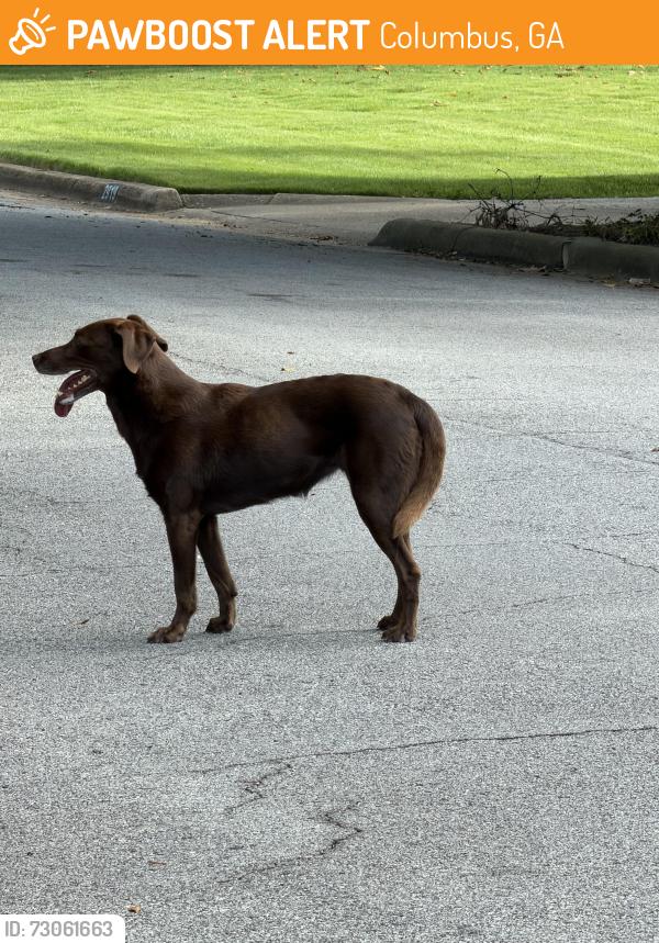 Found/Stray Female Dog last seen Meadowview Drive / Clubview, Columbus, GA 31906