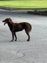 Found/Stray Female Dog last seen Meadowview Drive / Clubview, Columbus, GA 31906