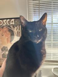 Lost Female Cat last seen Bradford Trace Subdivision, Burlington, KY 41005