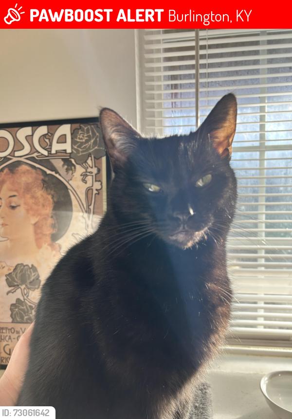 Lost Female Cat last seen Bradford Trace Subdivision, Burlington, KY 41005