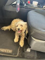 Found/Stray Female Dog last seen Near & Sgt Edgecomb, Conroe, TX 77301