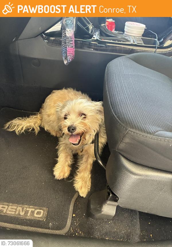 Found/Stray Female Dog last seen Near & Sgt Edgecomb, Conroe, TX 77301