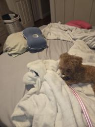 Reunited Female Dog last seen Kings Point, Delray Beach, FL 33446