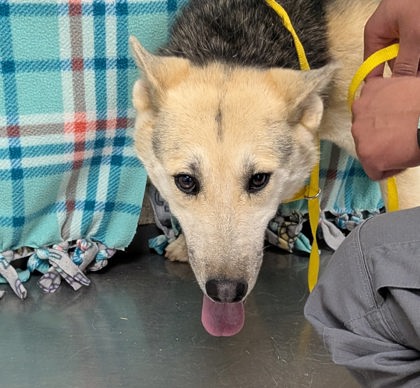 Shelter Stray Female Dog last seen Meadow lake, Meadow Lake, , 1209 NM-314, Los Lunas, NM 87031, USA