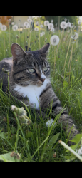 Lost Male Cat last seen Old Rockford rd and lawndale, Plymouth, MN 55441