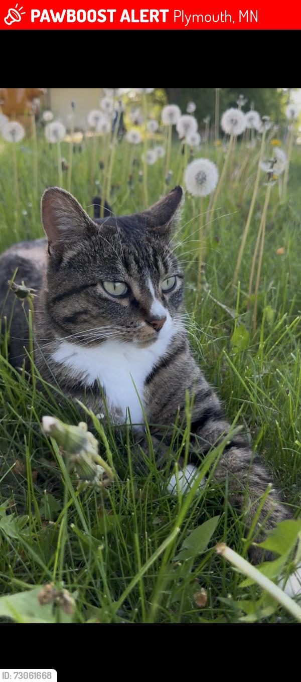 Lost Male Cat last seen Old Rockford rd and lawndale, Plymouth, MN 55441